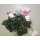 Alpenveilchen weiß/rosa ca. 28 cm Strauß mit 5 Blüten Kunstblume Dekoration Weihnachten